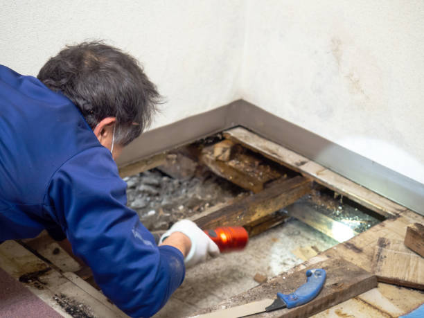 Best Black Mold Removal  in Toftrees, PA