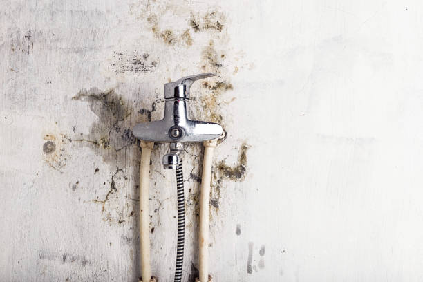 Best Fast Mold Removal  in Toftrees, PA