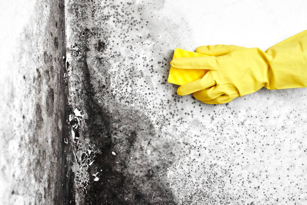 Best Crawl Space Mold Removal  in Toftrees, PA