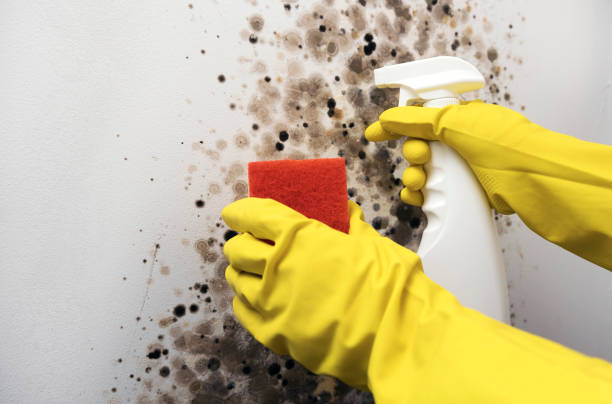 Best Mold Damage Repair  in Toftrees, PA
