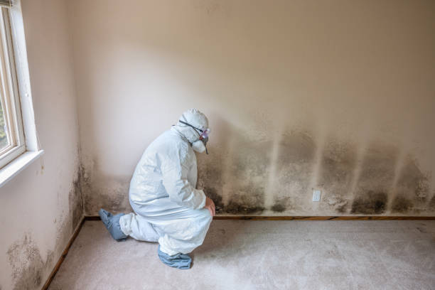 Best Local Mold Removal Service  in Toftrees, PA