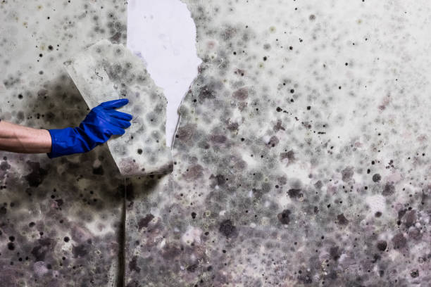 Best Mold Remediation Experts  in Toftrees, PA