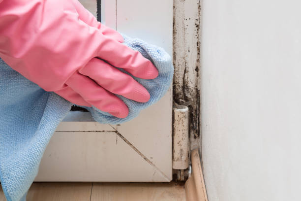 Best Mold Remediation  in Toftrees, PA