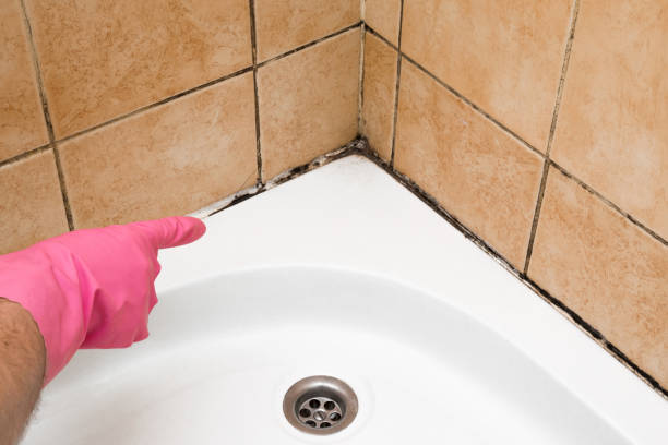 Office Mold Removal Services in Toftrees, PA